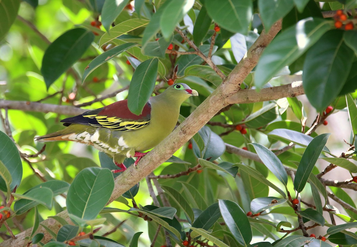 Thick-billed Green-Pigeon - ML619838383