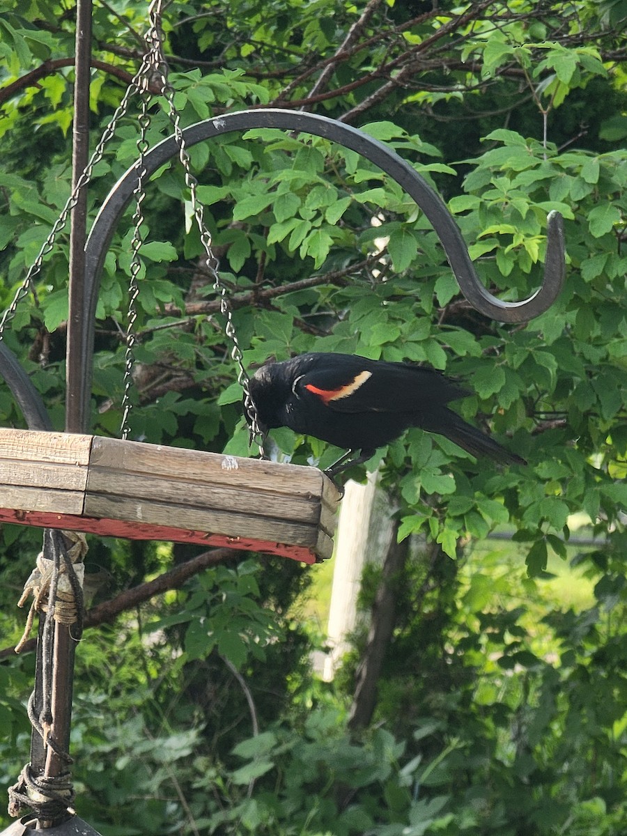 Red-winged Blackbird - ML619838385