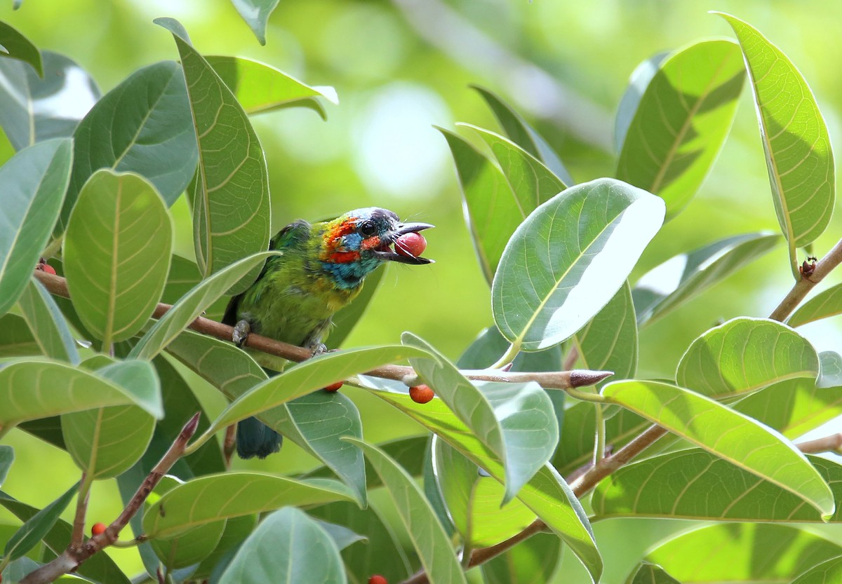 Blue-eared Barbet - ML619838390