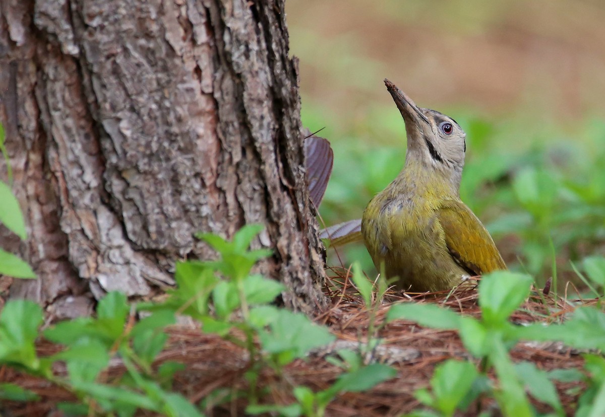 Gray-headed Woodpecker - ML619838401