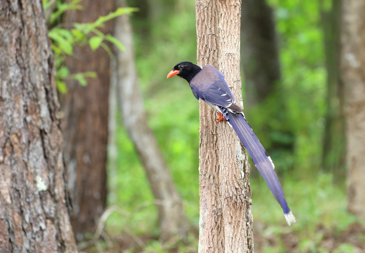 Red-billed Blue-Magpie - ML619838424