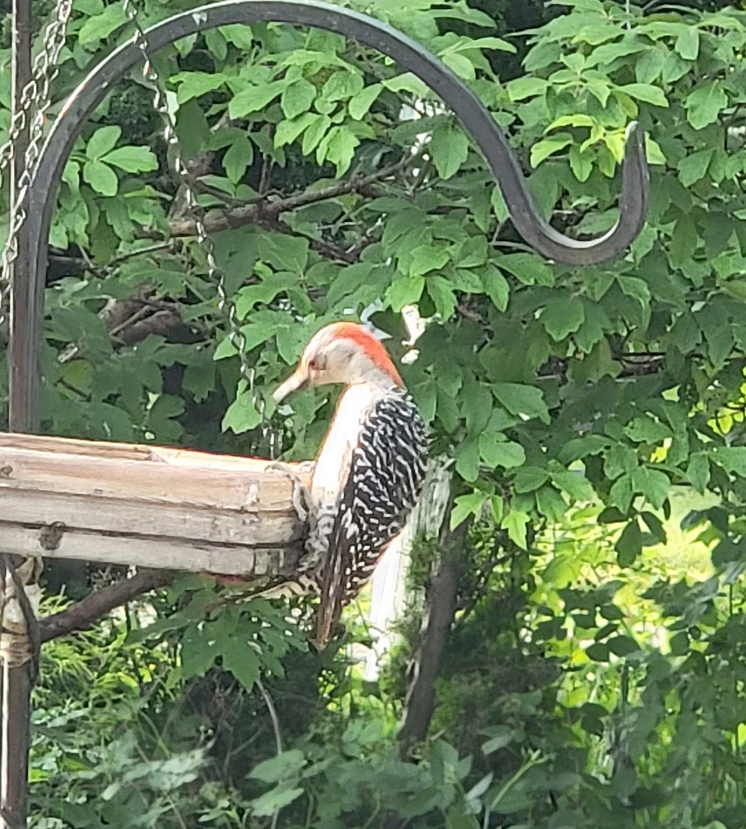 Red-bellied Woodpecker - ML619838428