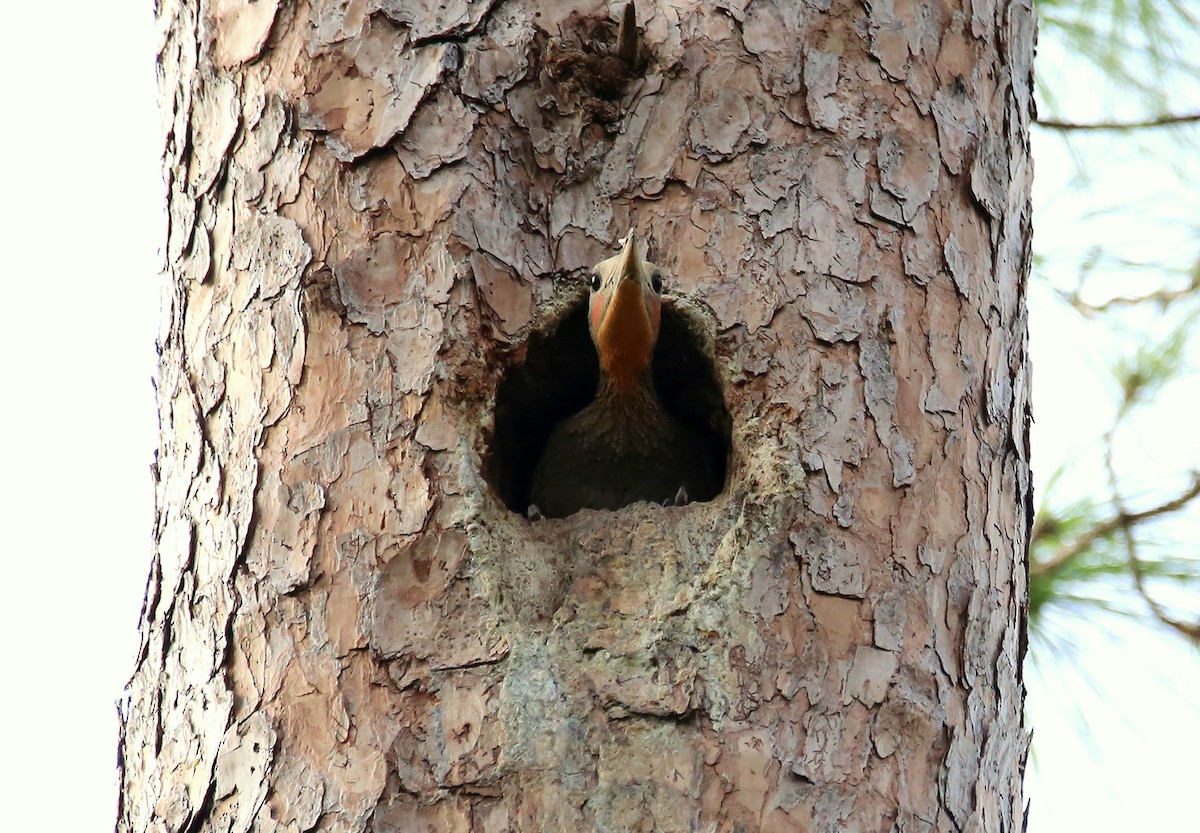 Great Slaty Woodpecker - ML619838447