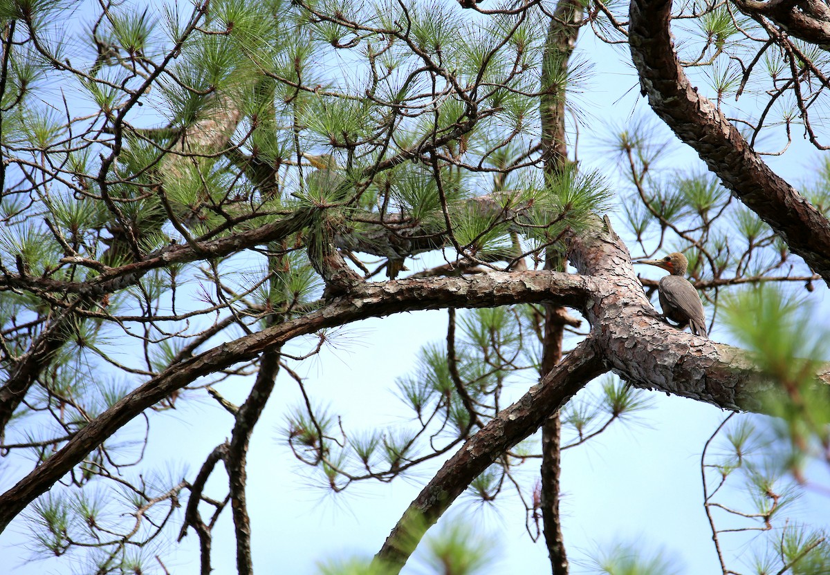 Great Slaty Woodpecker - ML619838448