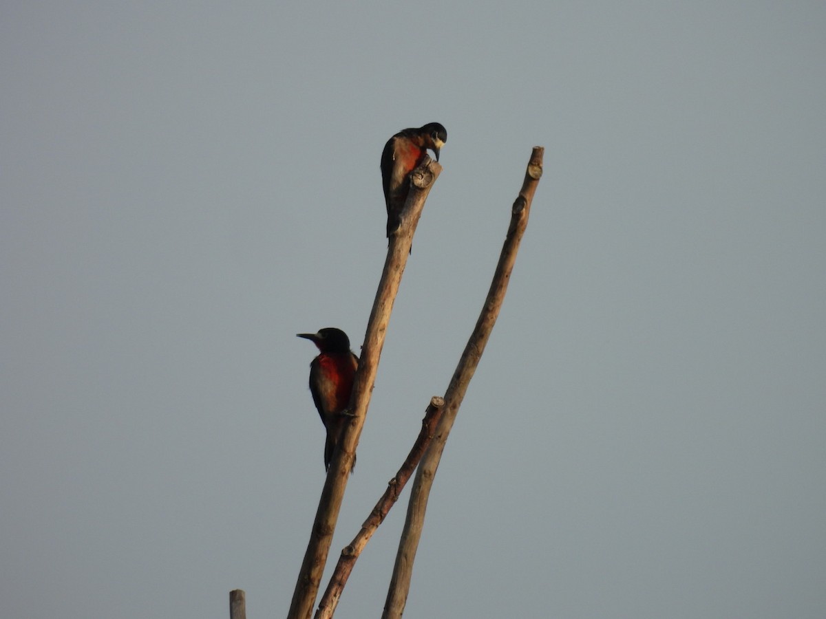 Puerto Rican Woodpecker - ML619838451