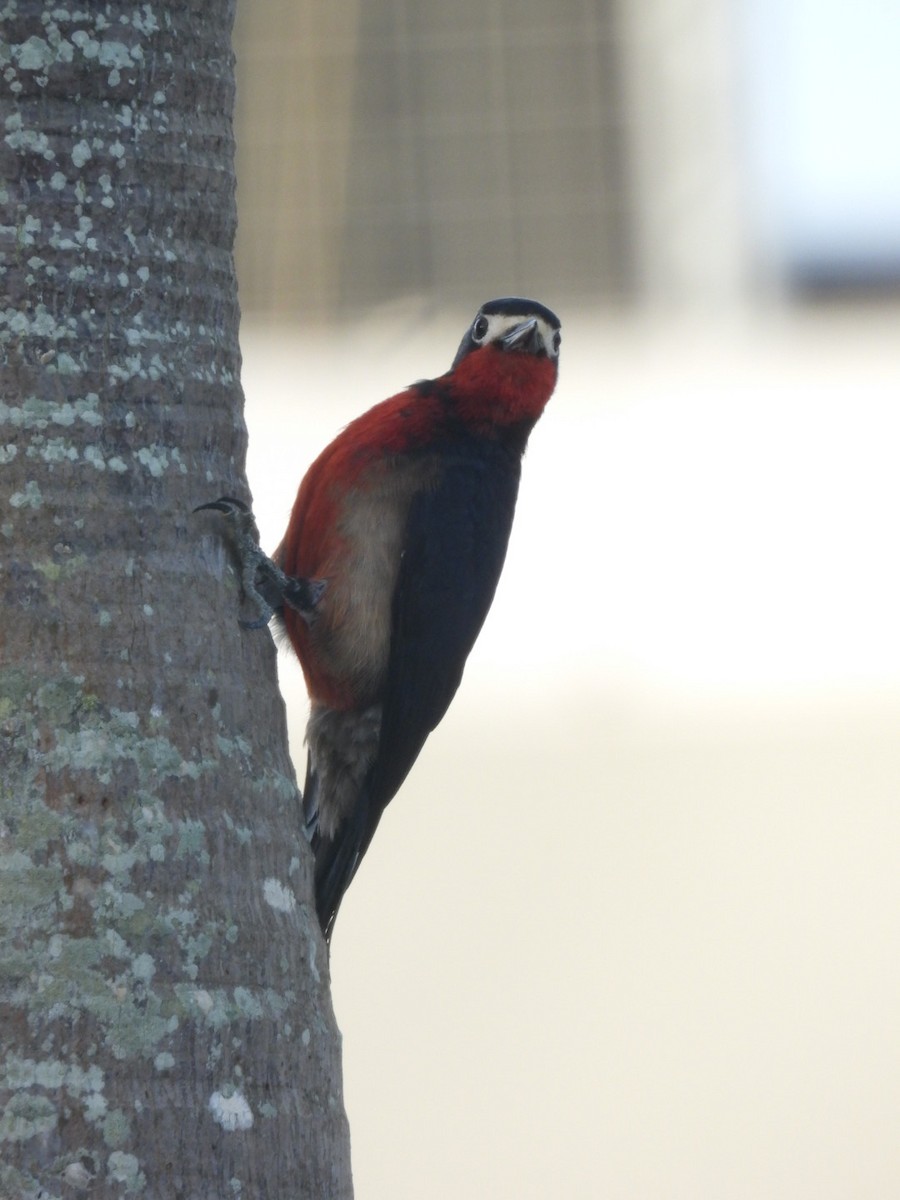Puerto Rican Woodpecker - ML619838452