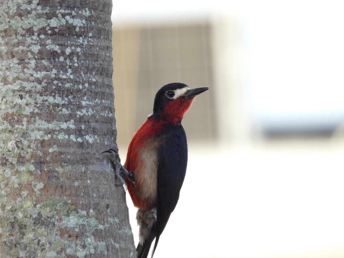 Puerto Rican Woodpecker - ML619838453