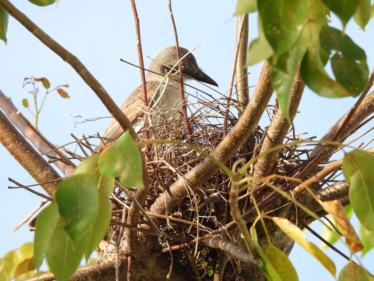 Gray Kingbird - ML619838458