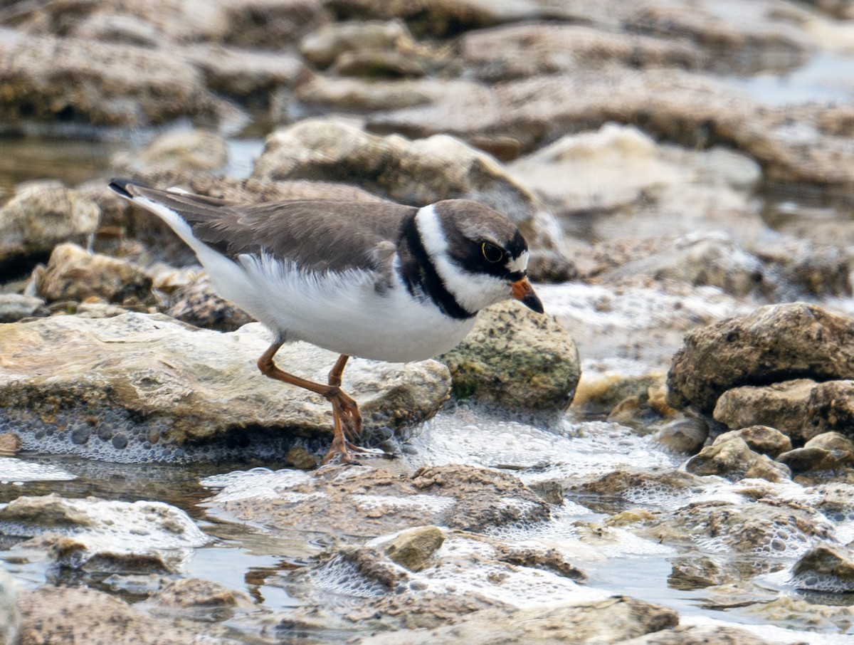 Semipalmated Plover - ML619838459