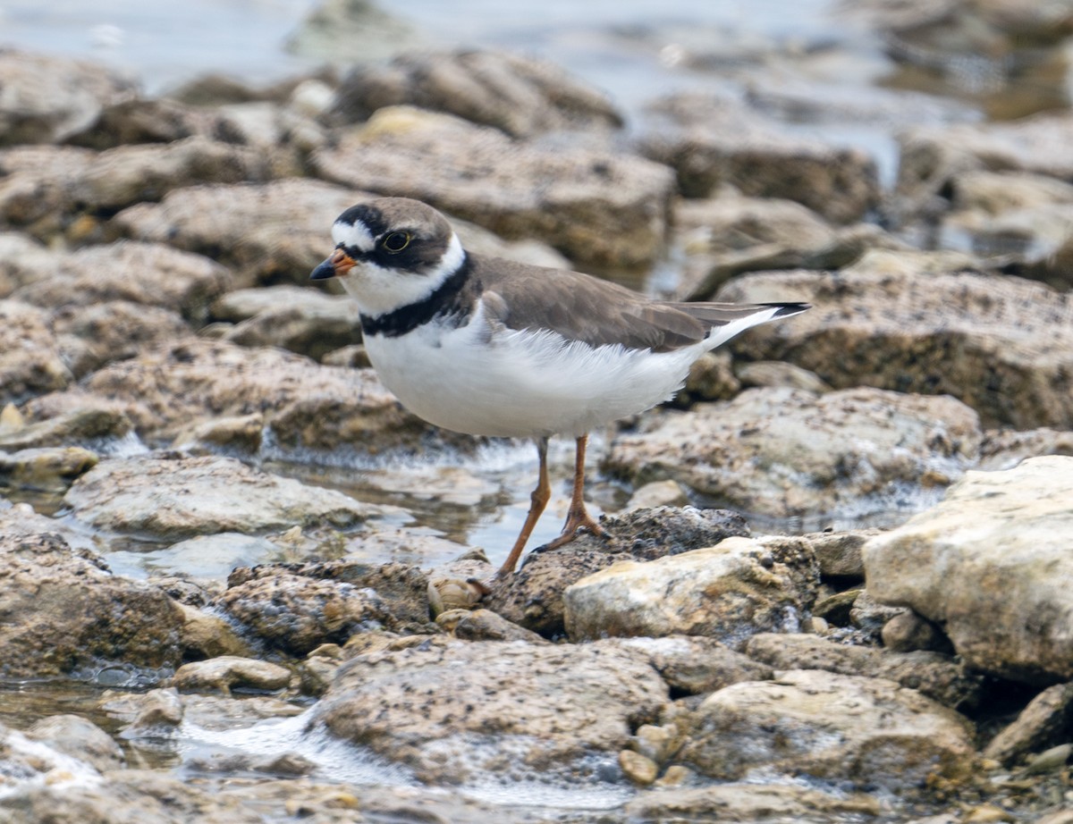 Semipalmated Plover - ML619838460