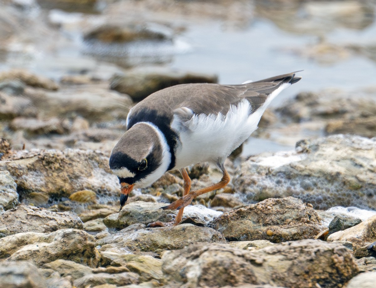 Semipalmated Plover - ML619838461