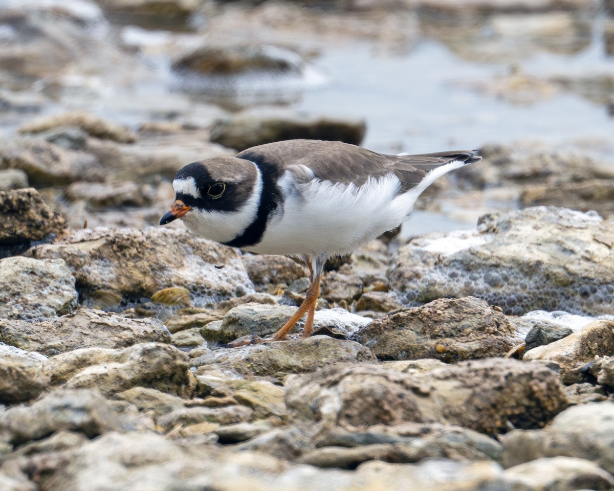 Semipalmated Plover - ML619838462