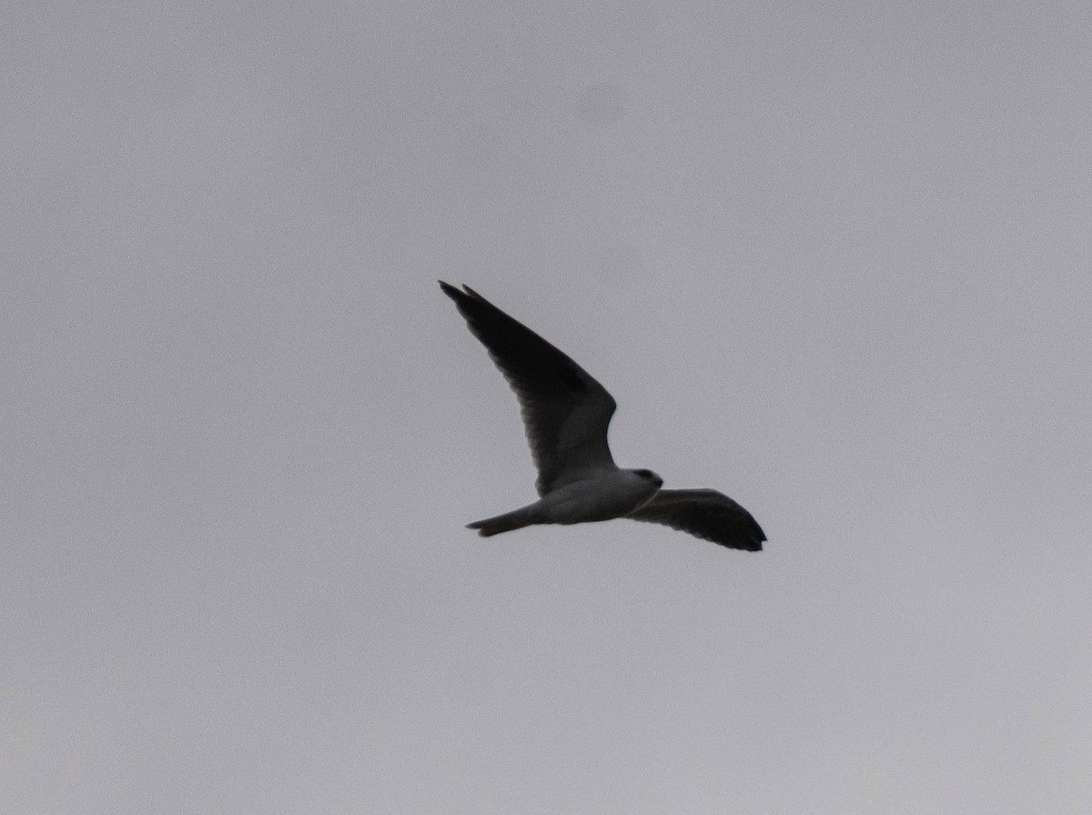 Black-shouldered Kite - ML619838493