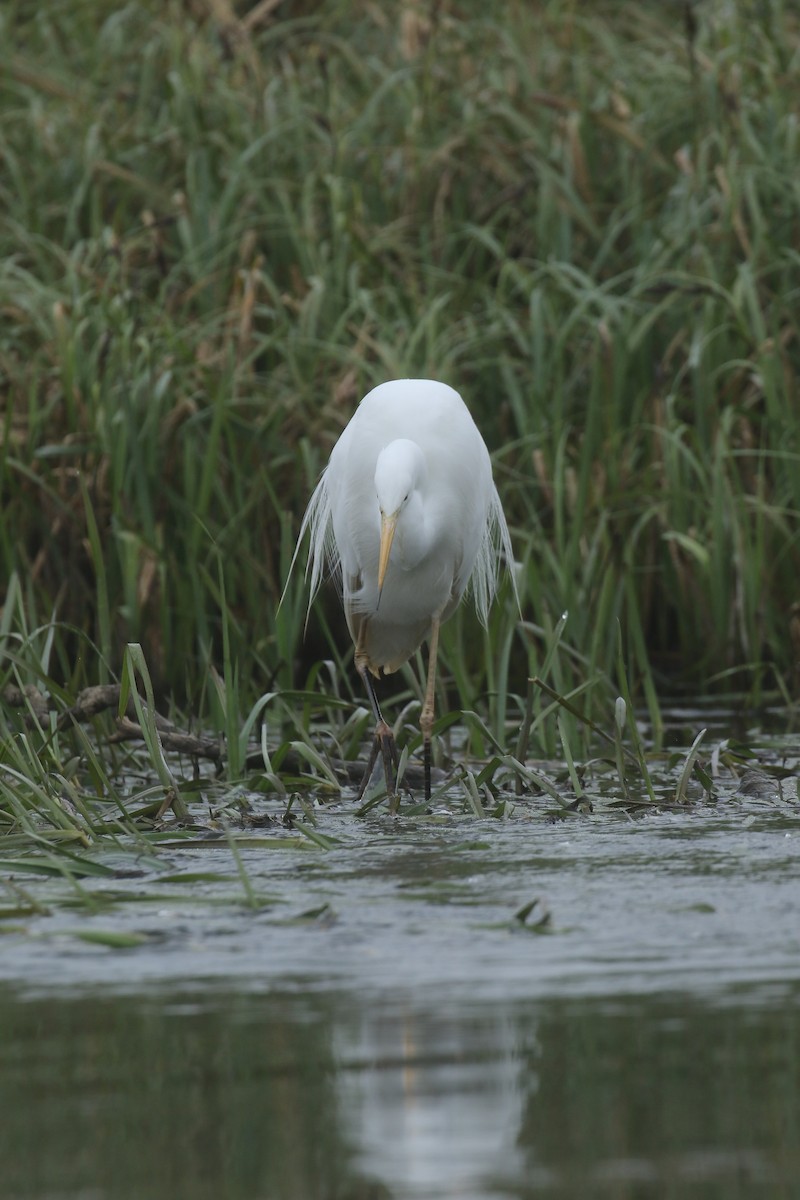 Great Egret - ML619838495