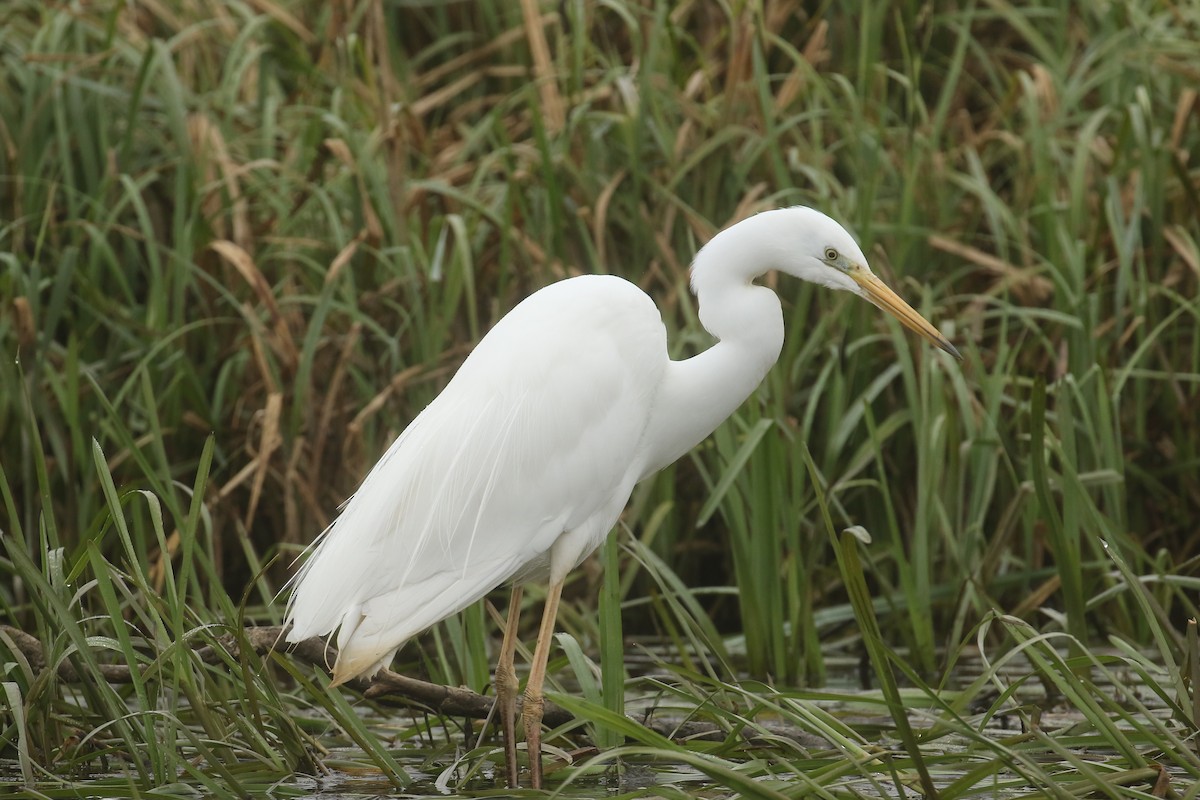 Great Egret - ML619838496