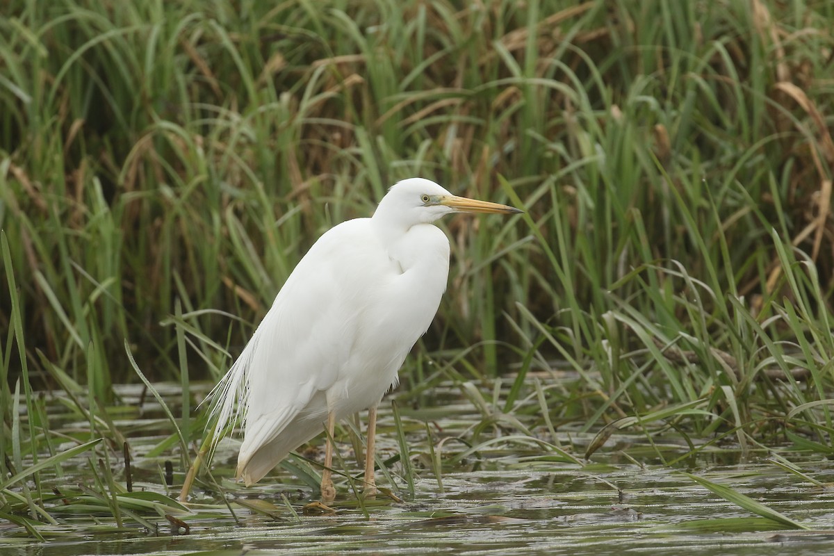 Great Egret - ML619838497