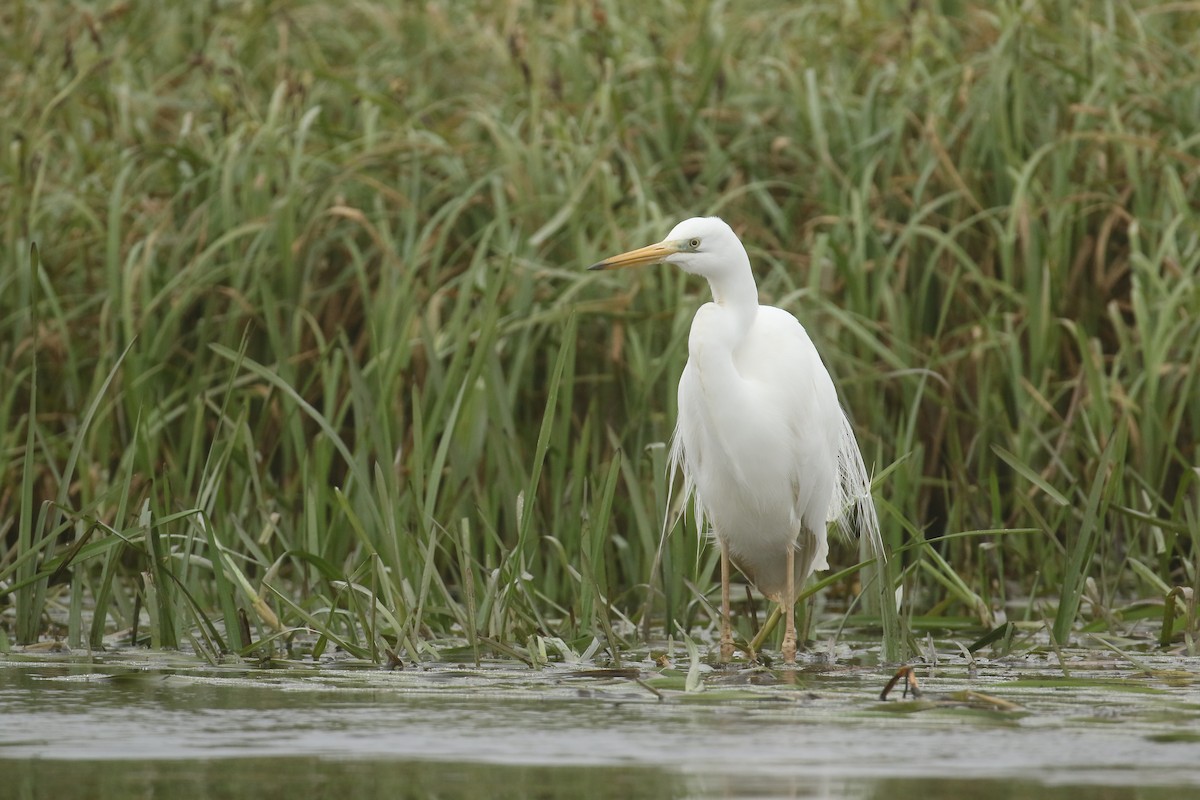 Great Egret - ML619838498