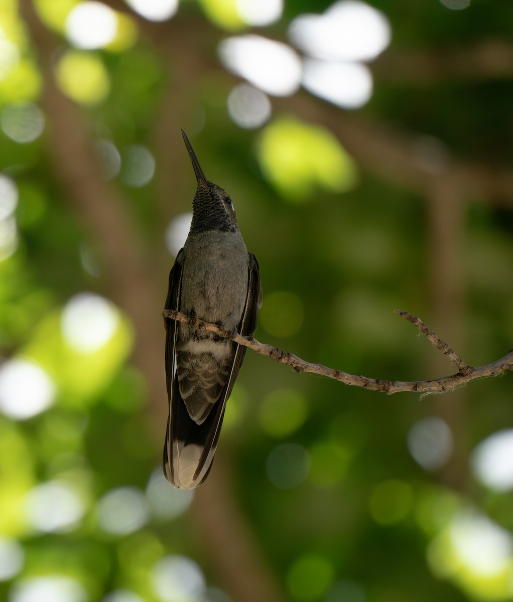 kolibřík blankytohrdlý - ML619838520