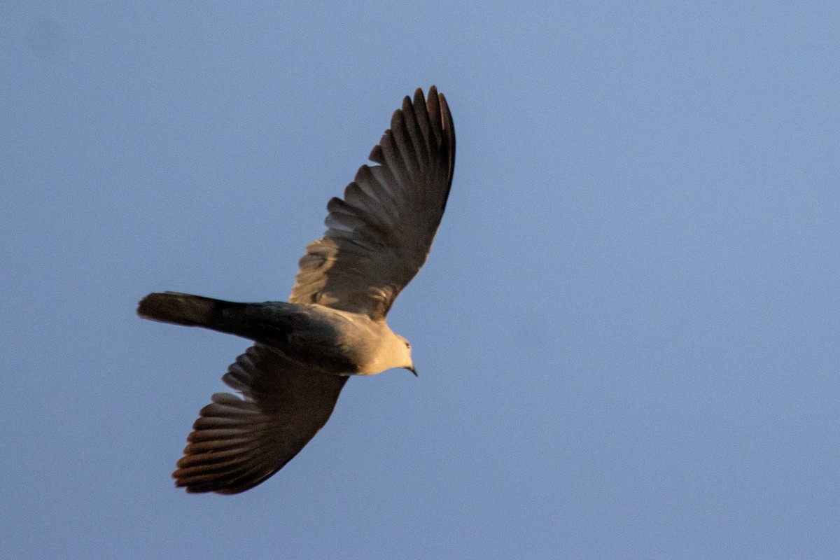 Eurasian Collared-Dove - ML619838533