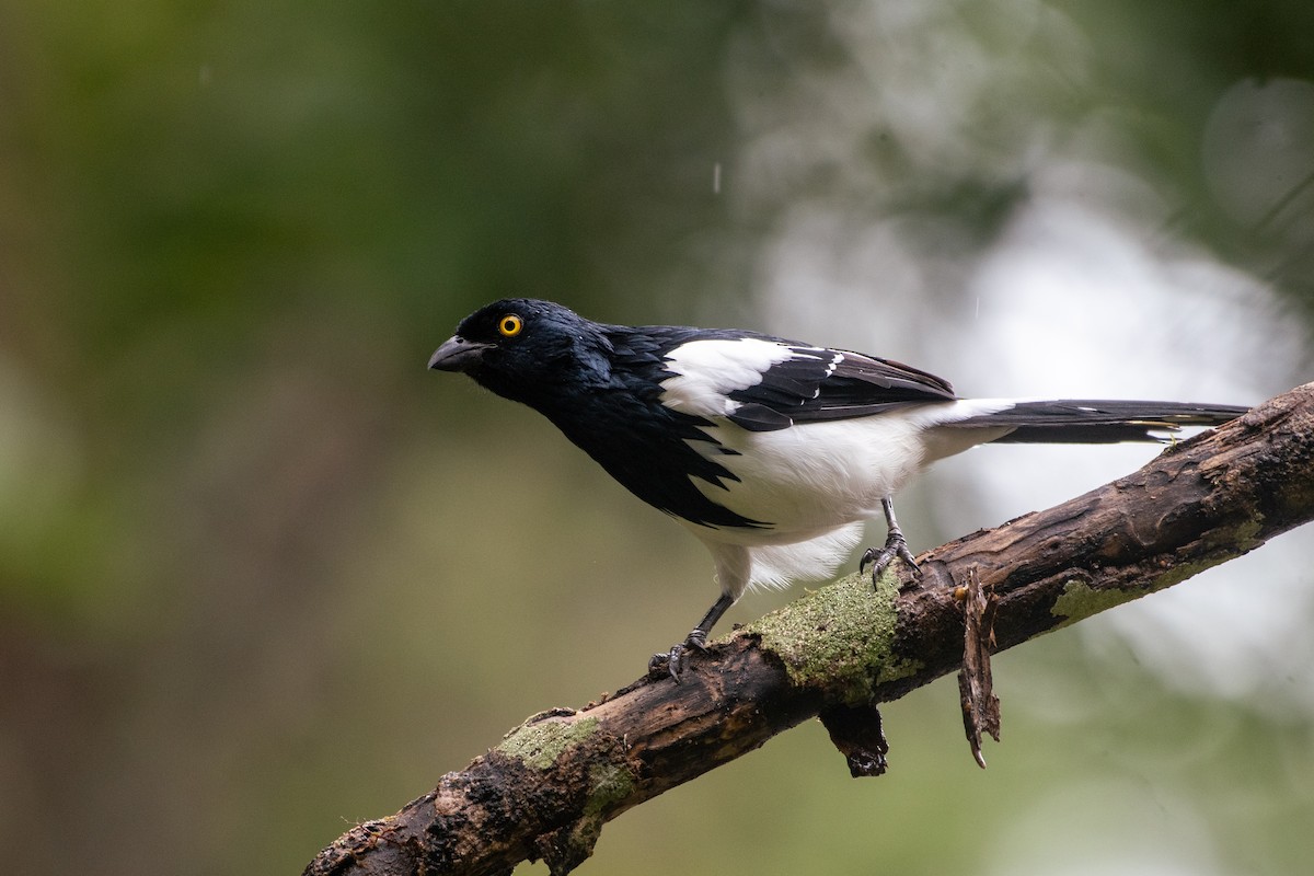 Magpie Tanager - ML619838549