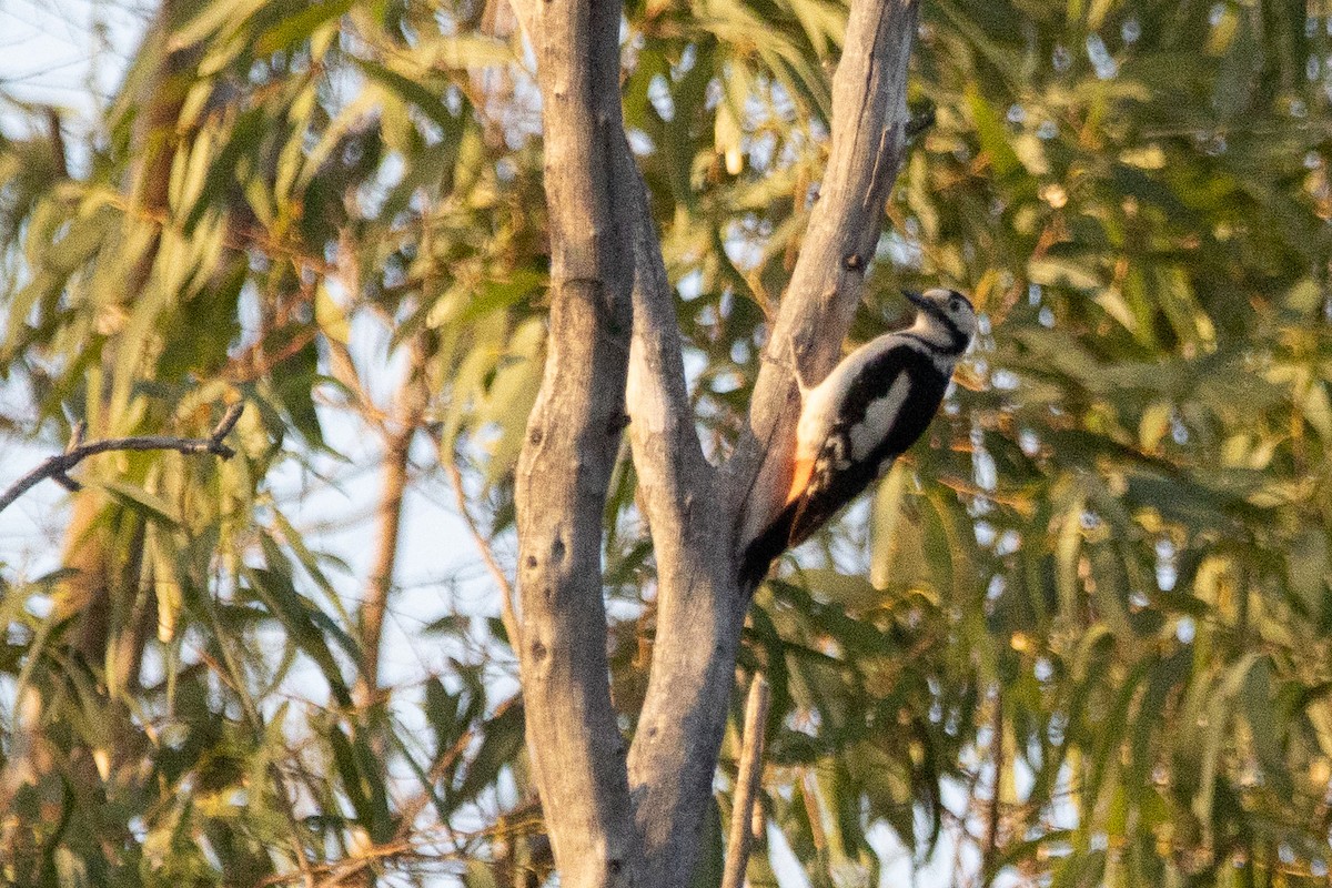 Great Spotted Woodpecker - ML619838563