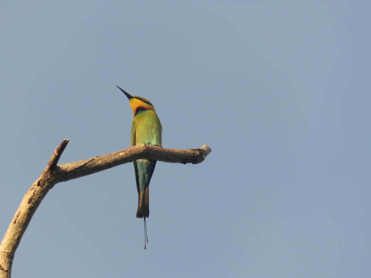 Rainbow Bee-eater - ML619838565