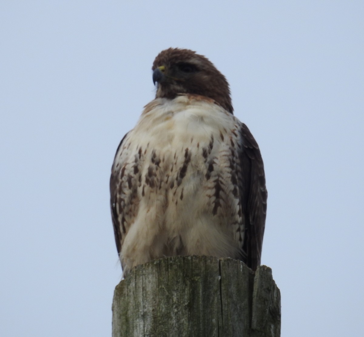 Red-tailed Hawk - ML619838570