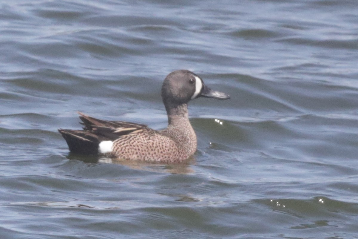 Blue-winged Teal - ML619838576