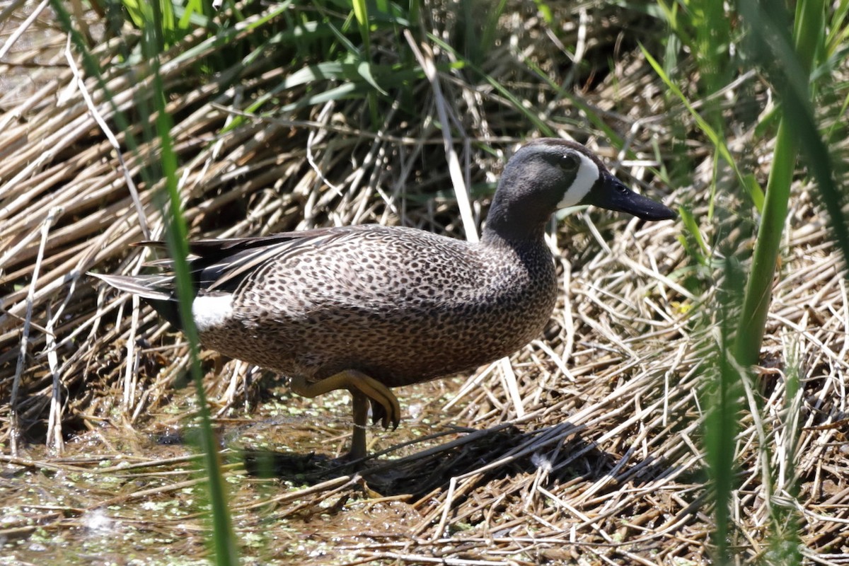 Blue-winged Teal - ML619838577