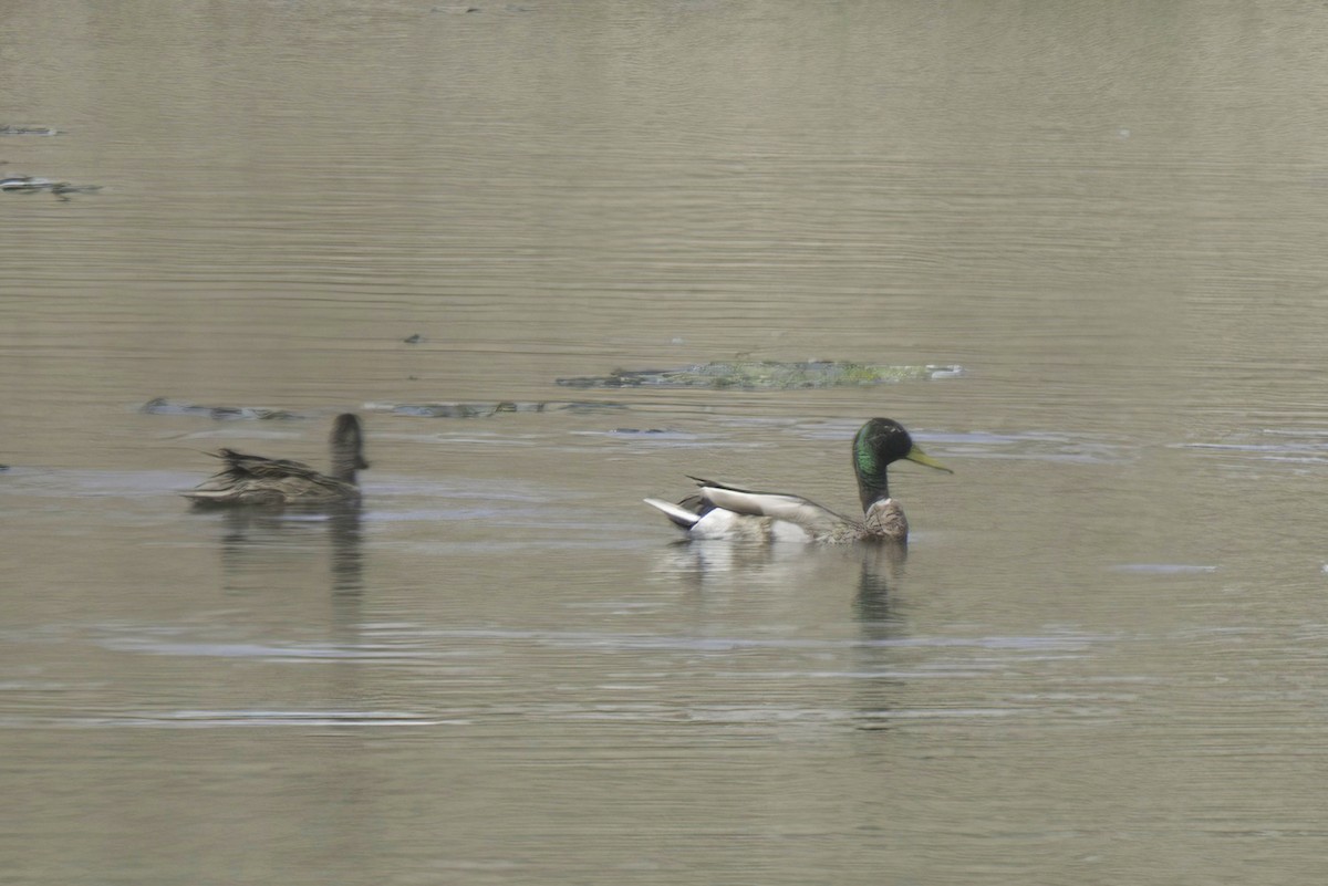 Canard colvert - ML619838587