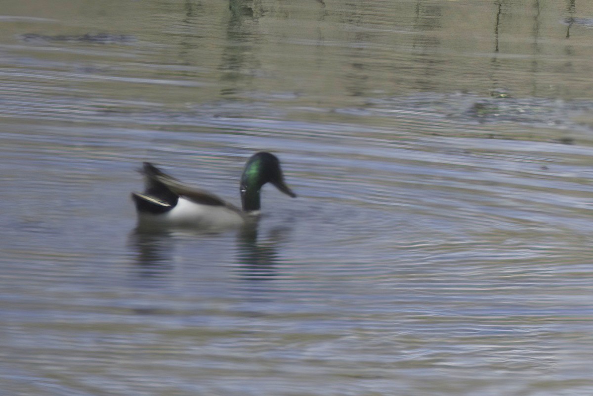 Canard colvert - ML619838588