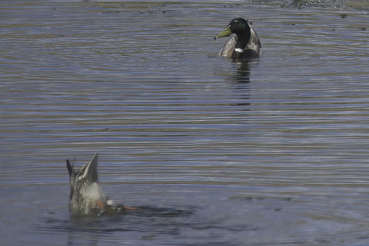 Canard colvert - ML619838591