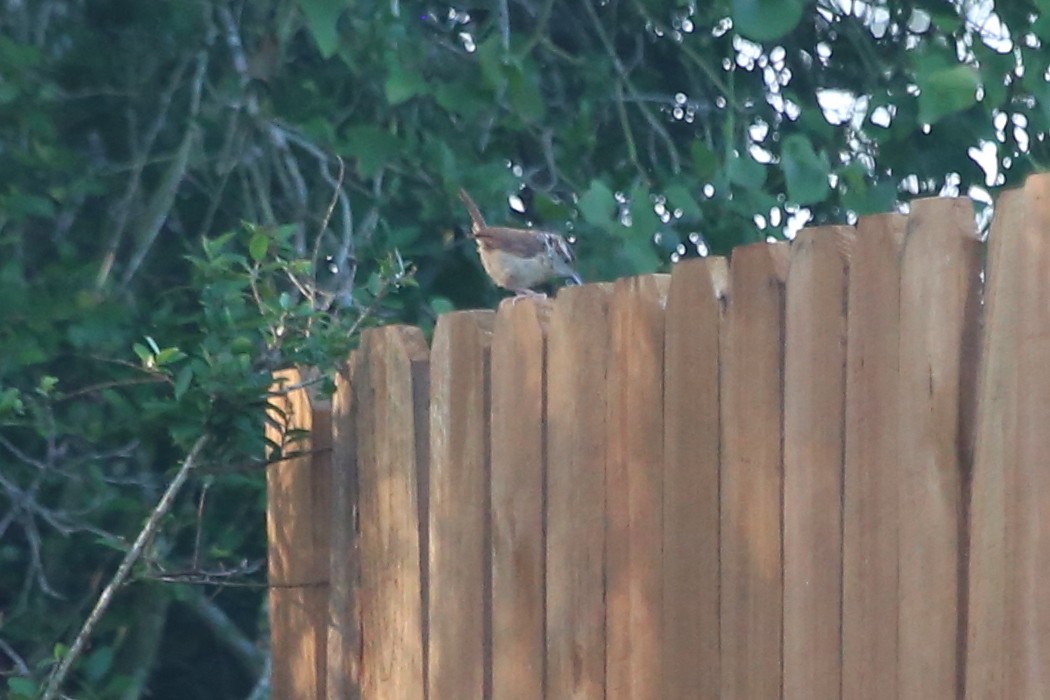 Carolina Wren - ML619838615