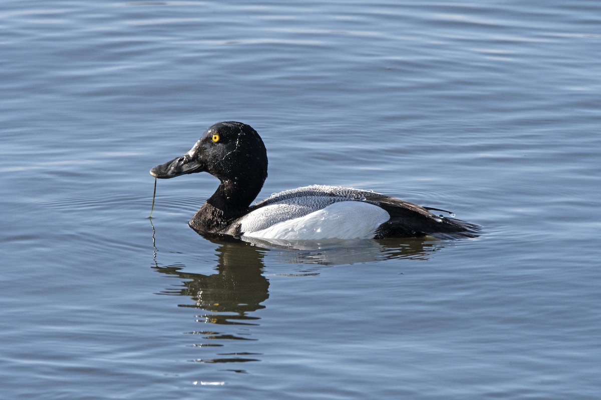 Greater Scaup - ML619838622