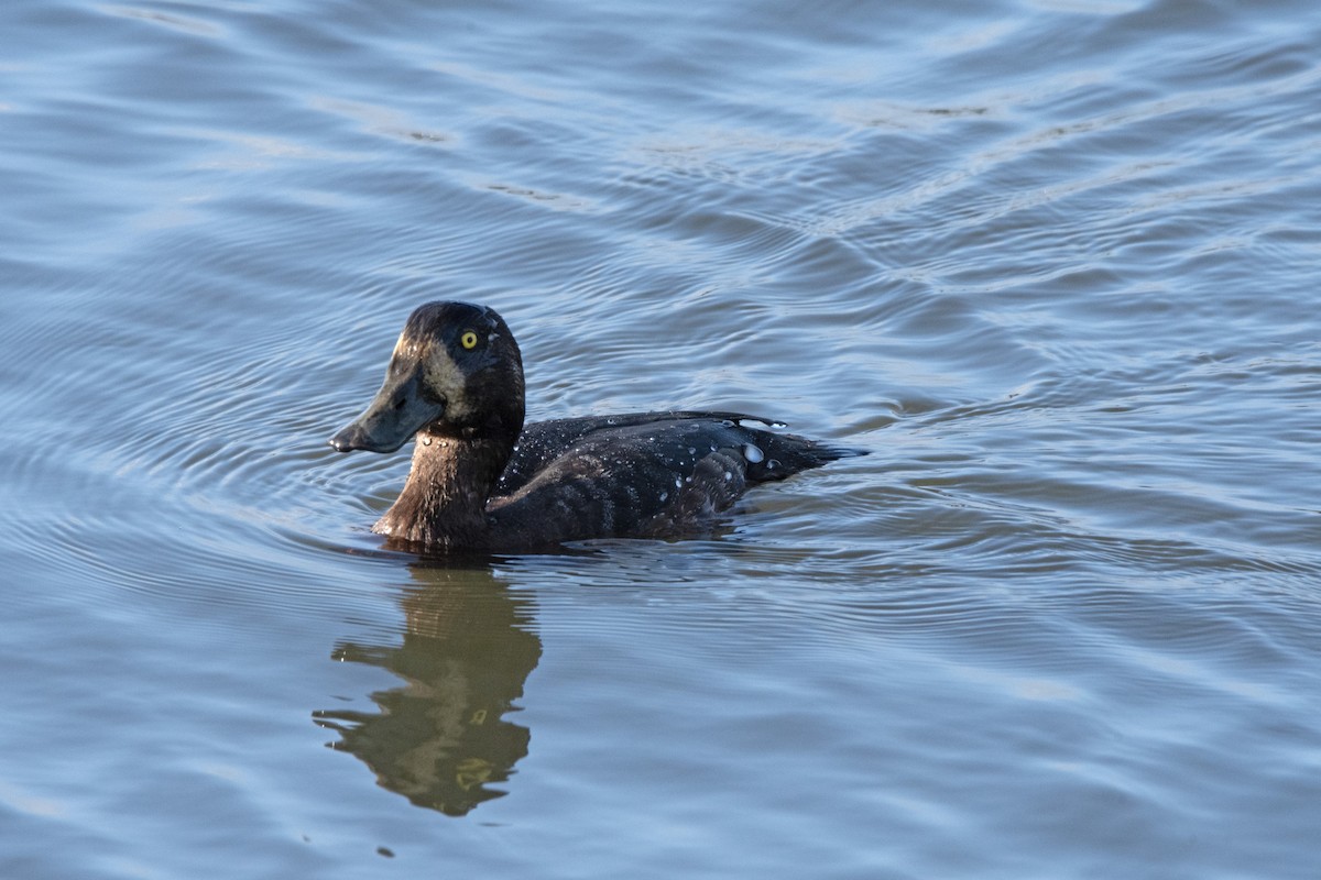 Greater Scaup - ML619838625