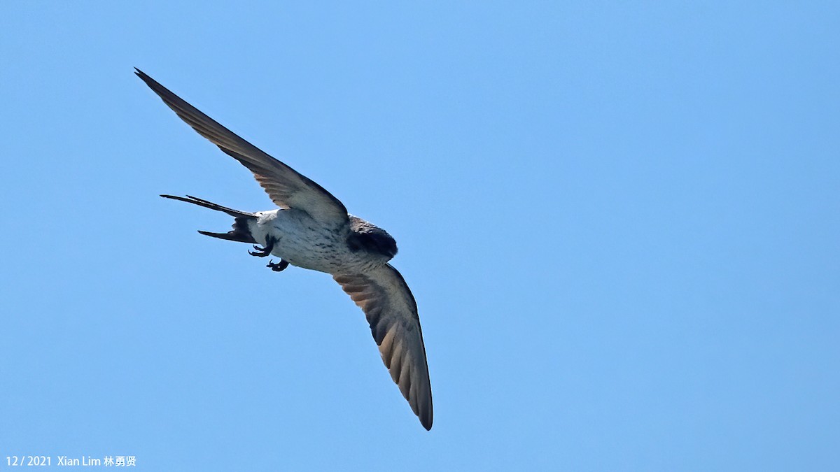 Red-rumped Swallow - ML619838639