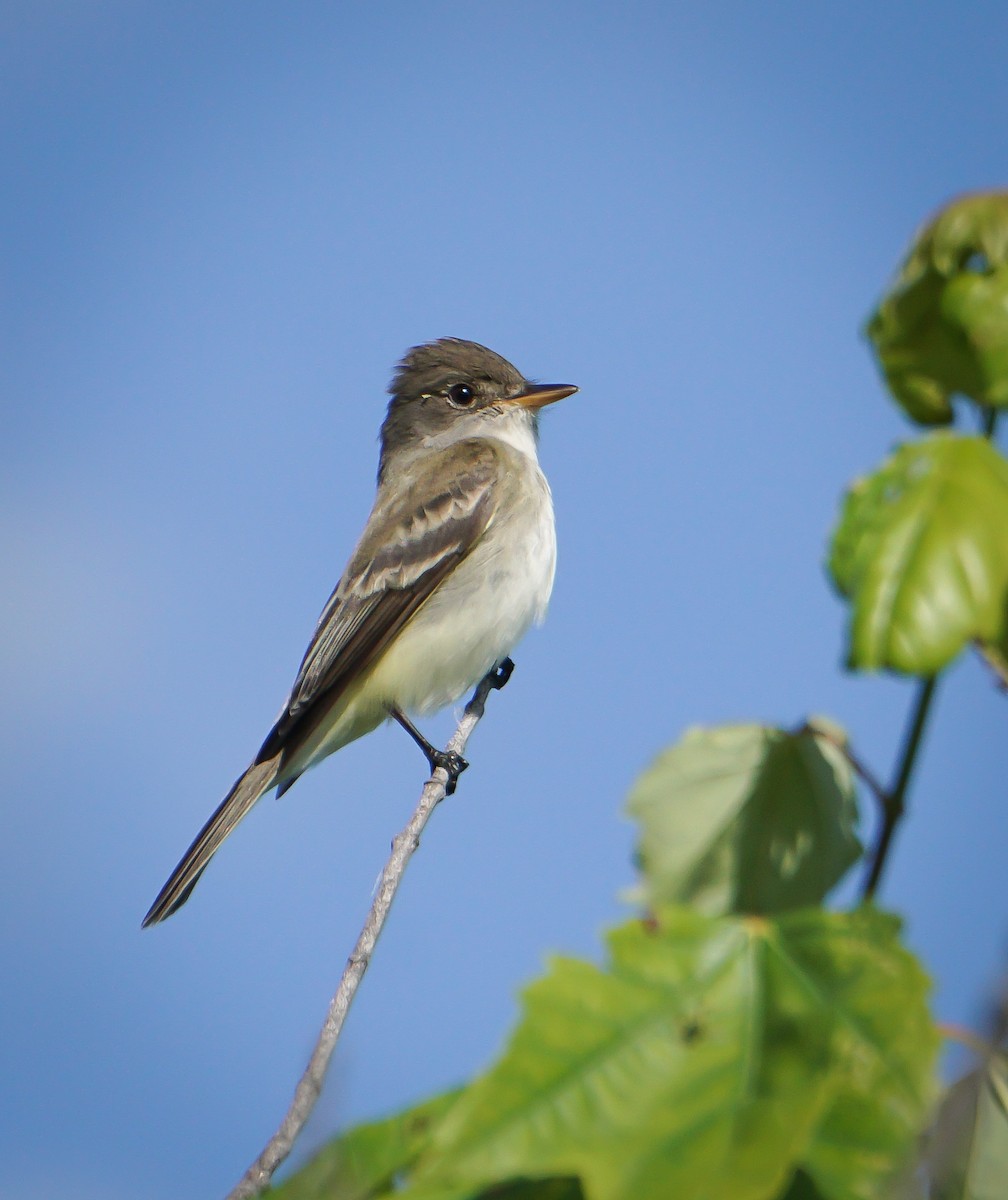 Willow Flycatcher - ML619838642