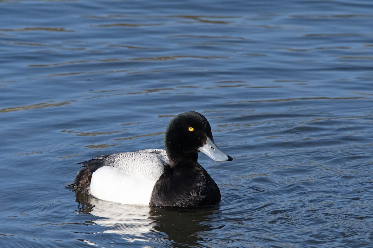 Greater Scaup - ML619838643