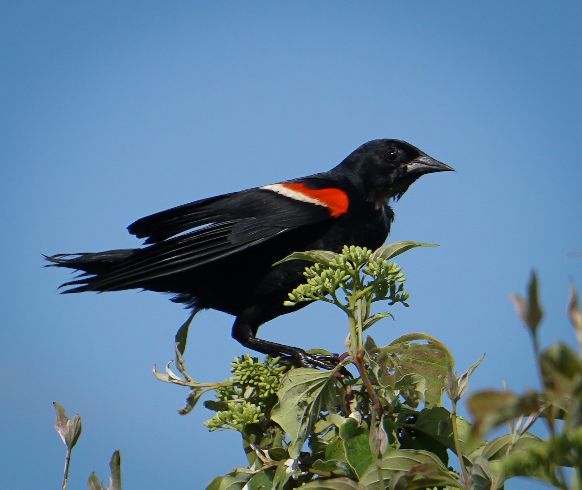 Red-winged Blackbird - ML619838644