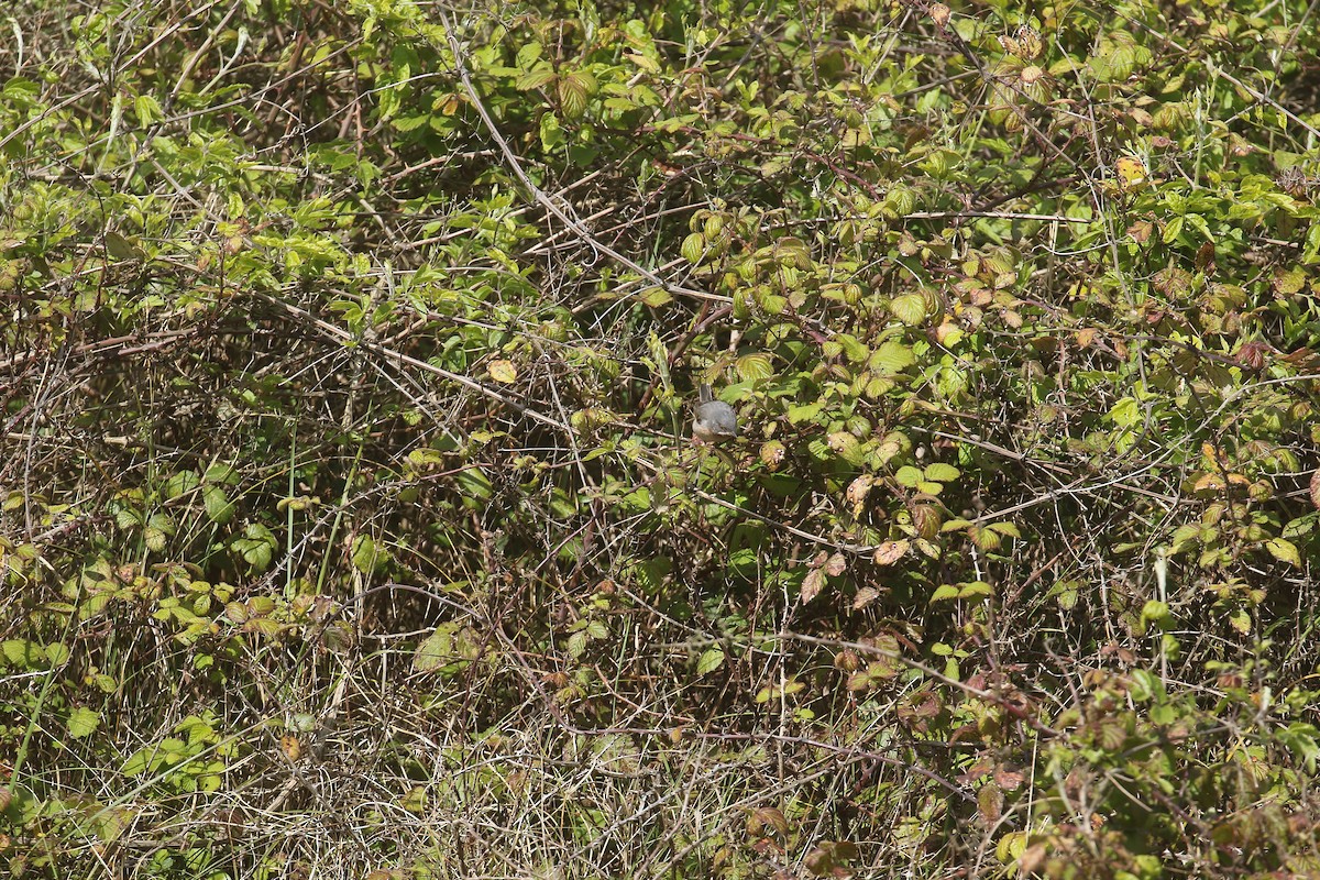 Eastern Subalpine Warbler - ML619838646