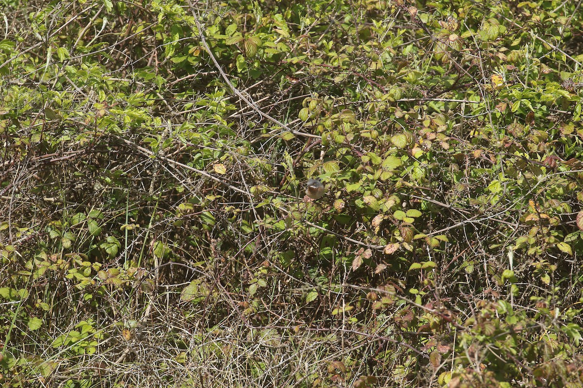 Eastern Subalpine Warbler - ML619838647
