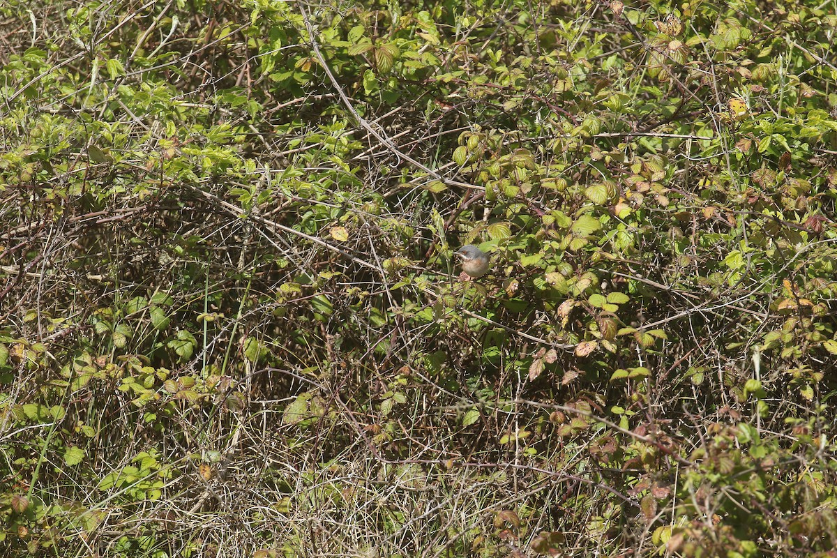 Eastern Subalpine Warbler - ML619838648