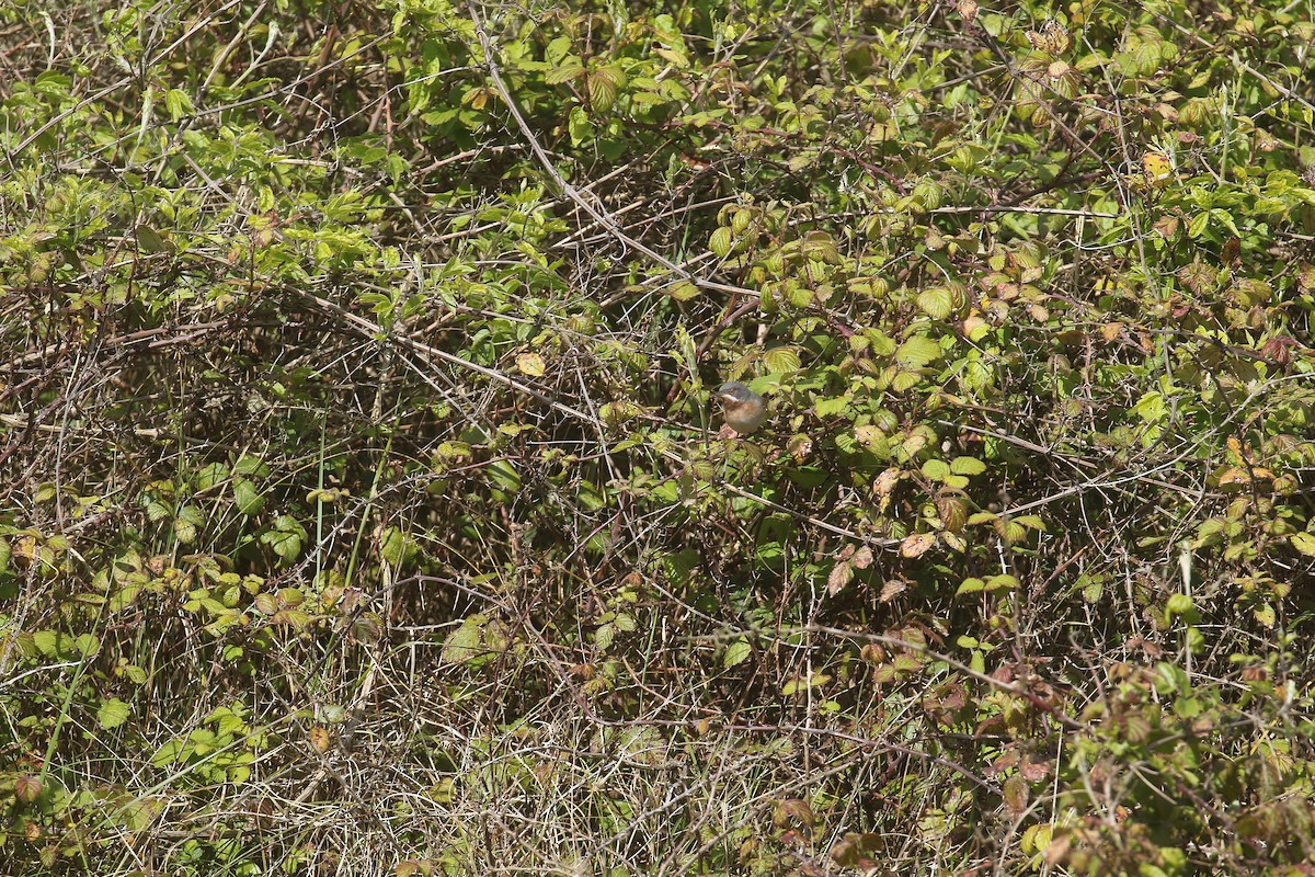Eastern Subalpine Warbler - ML619838649