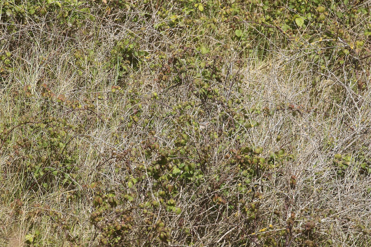 Eastern Subalpine Warbler - ML619838650