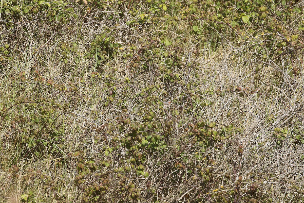 Eastern Subalpine Warbler - ML619838651