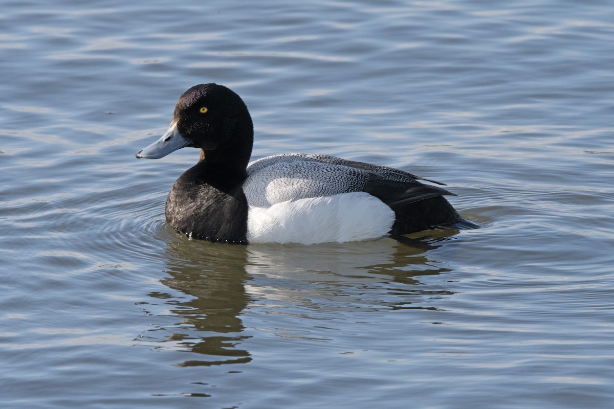Greater Scaup - ML619838654