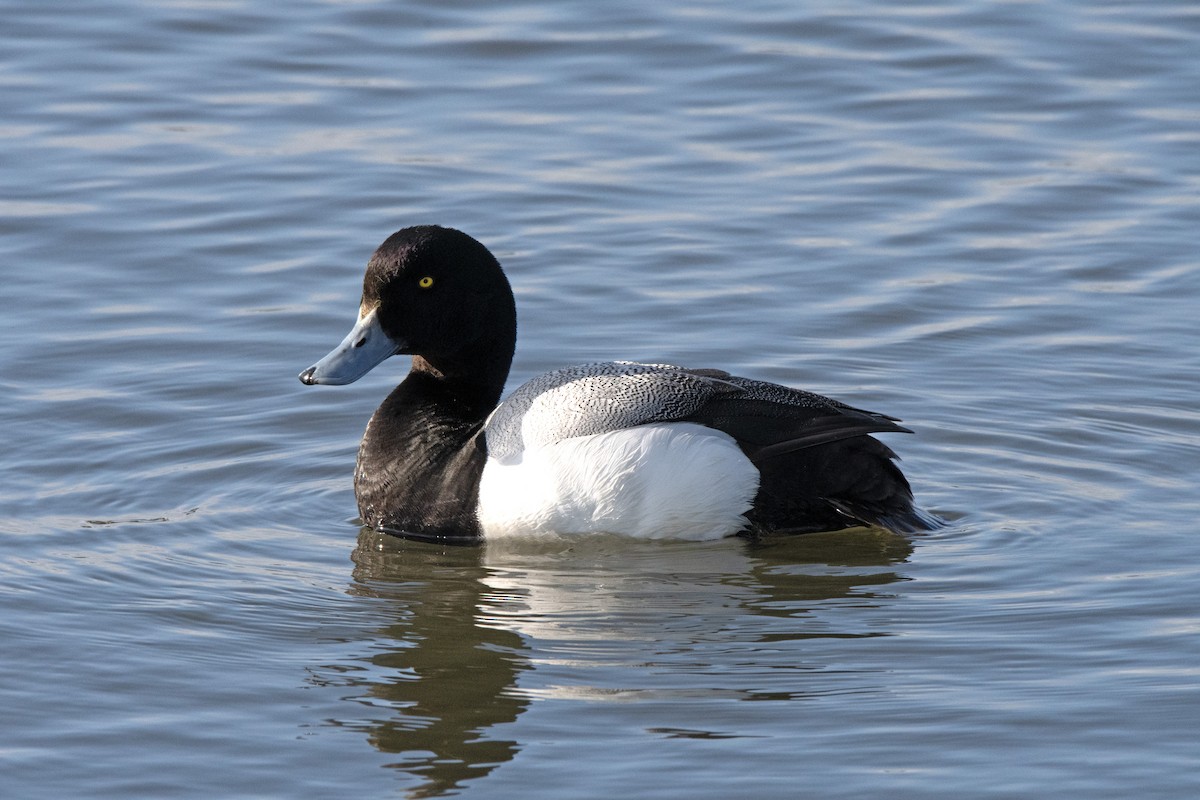 Greater Scaup - ML619838655