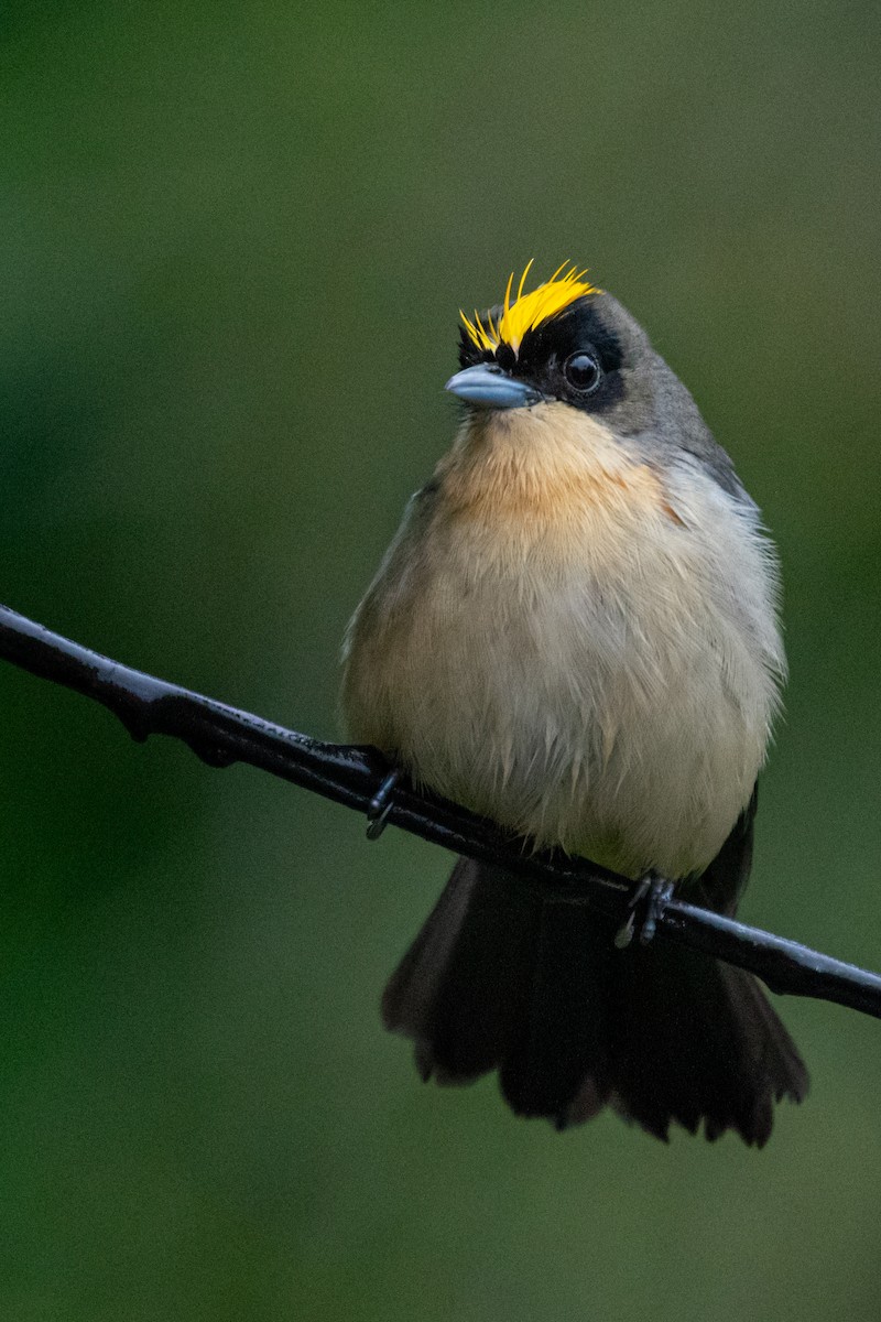 Black-goggled Tanager - ML619838658