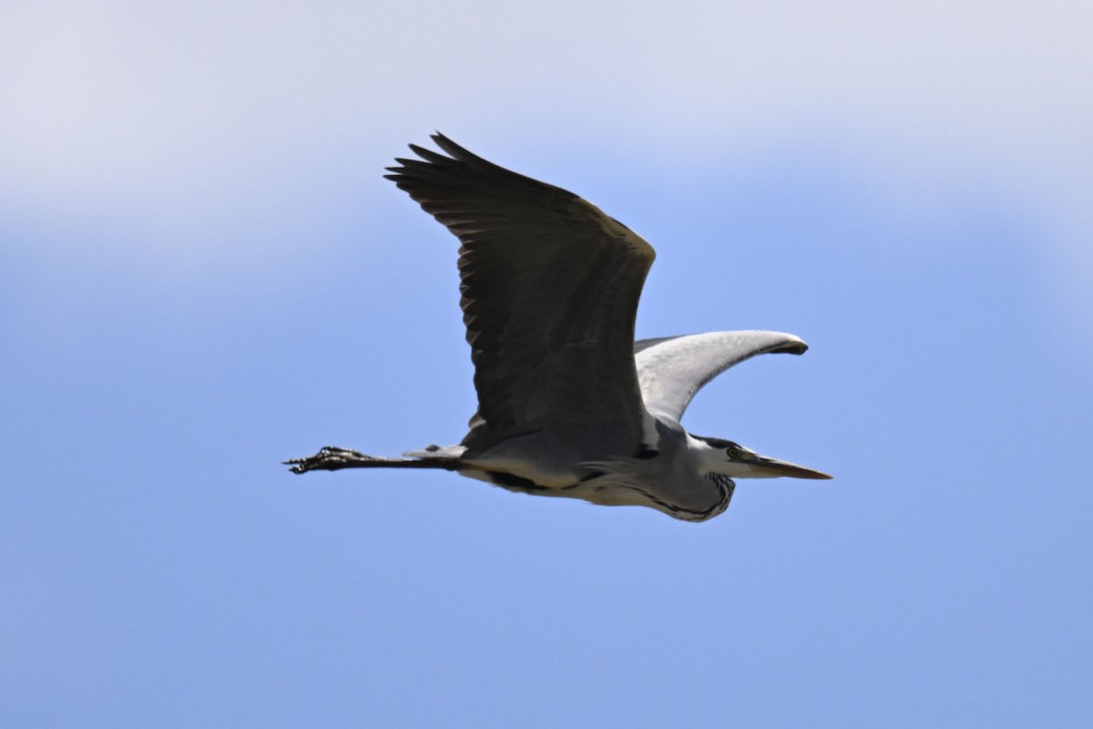 Gray Heron - ML619838659