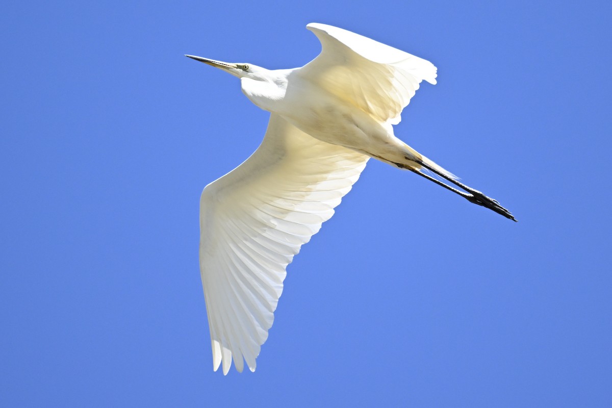 Great Egret - ML619838661